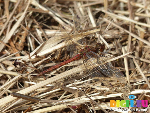 FZ021453 Red dragonfly